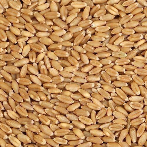 Hard Yellow Indian Organically Cultivated Red Winter Wheat, Pack Of 1 Kg.