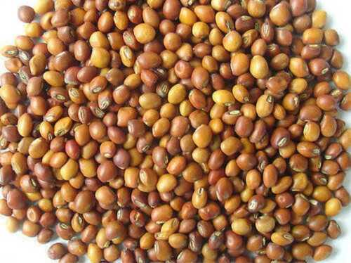 Stainless Steel Pigeon Pea For Agriculture Usage, High In Protein, 1-40 Kg Pack Size