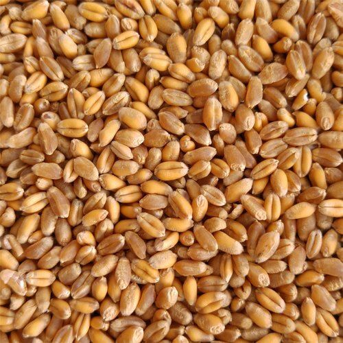 Sundried Organic Indian Originated Yellow Whole Wheat Grains, Pack Of 1 Kg
