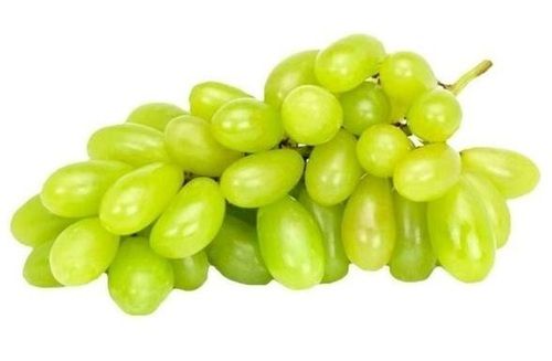 10 Kilograms Pack Size Common Cultivation Green Seedless Grapes