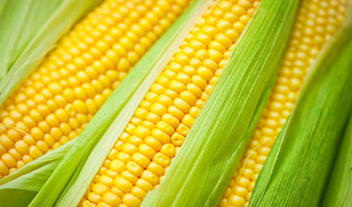 Maize Sweet Corn