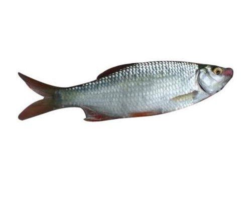 Water Preserved Fresh Whole Piece Common Carp For Commercial