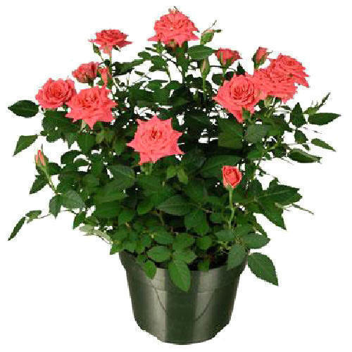  Artificial Orange Rose Flower Pot
