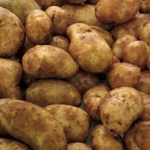 100% Fresh And Naturally Grown Oval Raw Potatoes With 12 Days Shelf Life