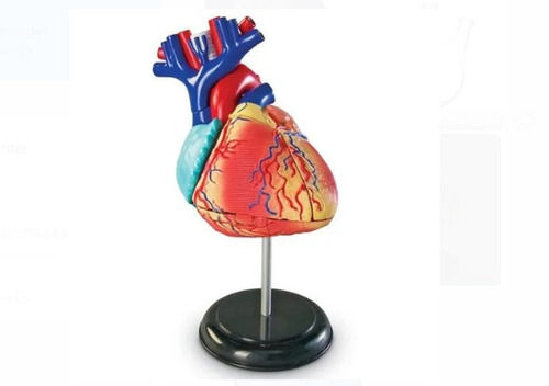 Multi Color 23.4 X 17 X 5.1 Centimeters Pvc Plastic Body Multicolor Human Heart Model 