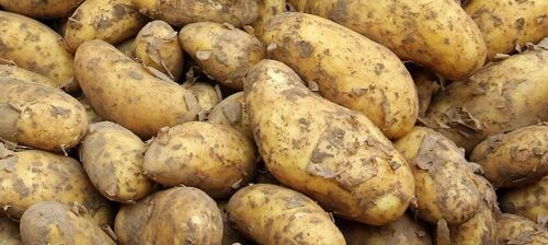 A Grade Indian Origin 100% Pure Nutrient Enriched Raw Organic Potatoes 