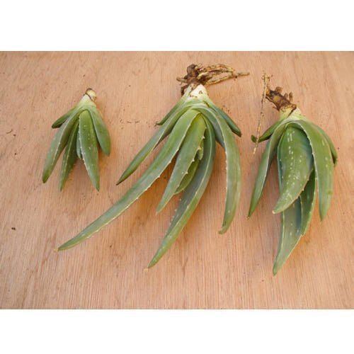 Aloebarbendesis Miller Well Watered Aloevera Baby Plant