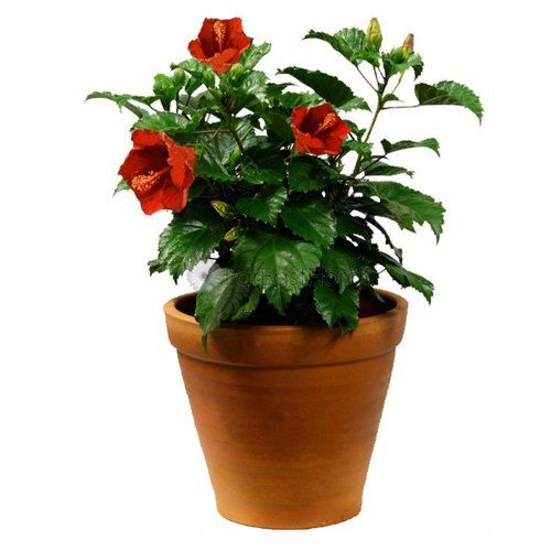 Artificial Red Hibiscus Flower Pot