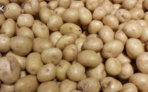 B Grade Indian Origin Naturally Grown 100% Pure Farm Fresh Raw Potato