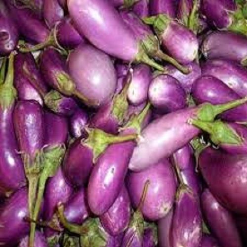 High In Fibre Good For Diabetics Antioxidants Fresh And Natural Brinjal