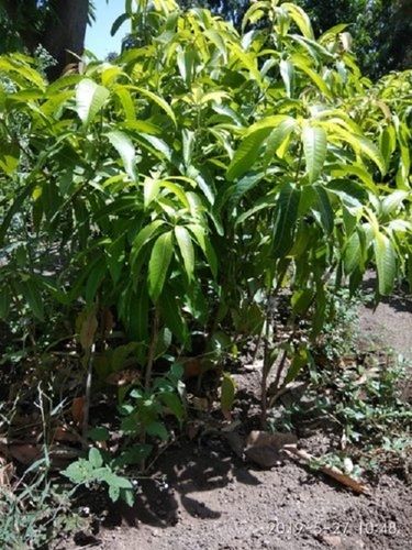 Jumbo Kesar Mango Plant