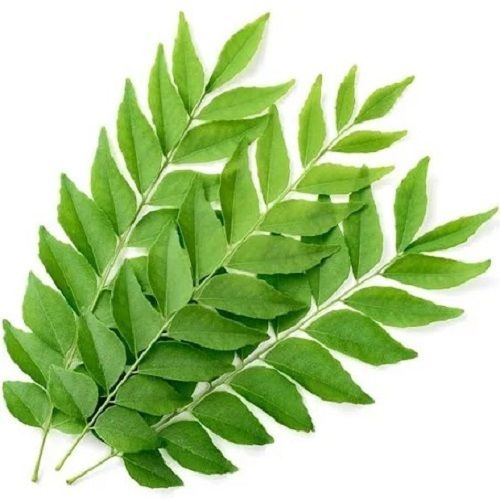 Semi-Automatic Pack Of 1 Kilogram A Grade Green Fresh And Natural Curry Leaves