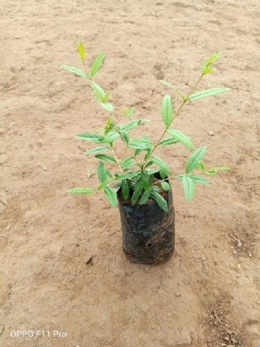 Tissue Culture Pomegranate Plant