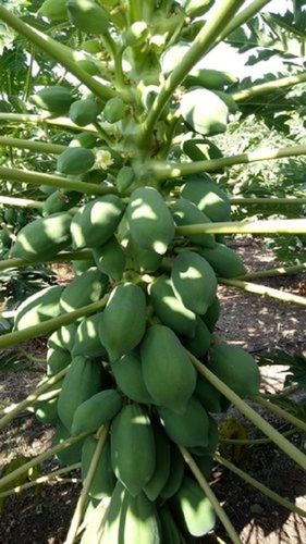 Well Watered Green Berry Papaya Plant For Outdoor