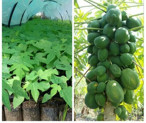 Well Watered Papaya Plant For Outdoor