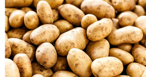 1 Kilogram Natural And Food Grade Fresh Potato For Cooking