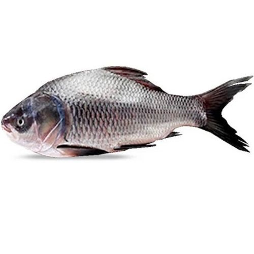 Pack Of 2 Kilogram Rohu Breed Fresh Fish