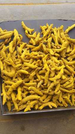 Wholesale Price Double Polish Dried Turmeric Finger For Culinary And Medicinal Use