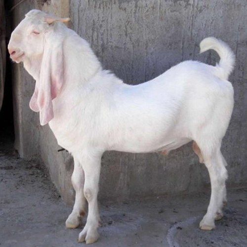 Steel 8 Month White Sojat Male Goat, 15-25 Kg at Best Price in Patiala ...