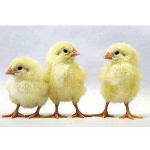 Disease Free Healthy Active Baby Broiler Chicks For Poultry Farming