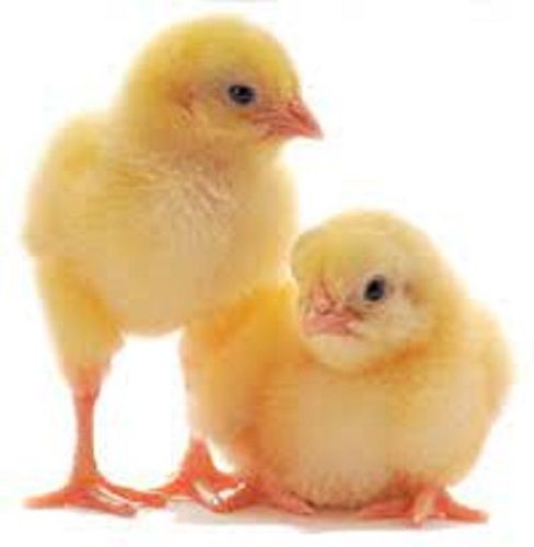 Fluffy Healthy And Active Disease Free Poultry Farm Broiler Chicks Gender: Female