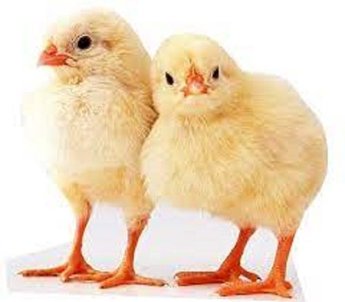 Healthy And Active Disease Free High Protein Poultry Farm Broiler Chicks Age Group: Adult