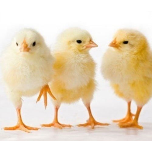 Highly Nutritious Rich Protein Disease Free Broiler Chicks For Poultry Farming