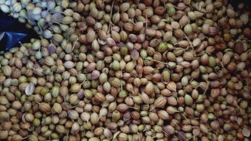 Natural Green Fresh Coriander Seeds