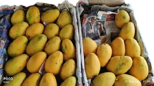 Yellow 1 Kilogram Rich Taste Impurity Free Alphonso Mango