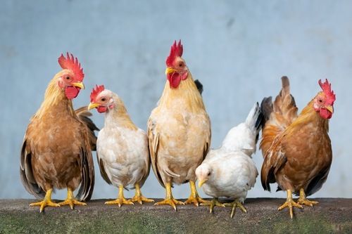 Cobb Broiler Chicks For Meat General Medicines