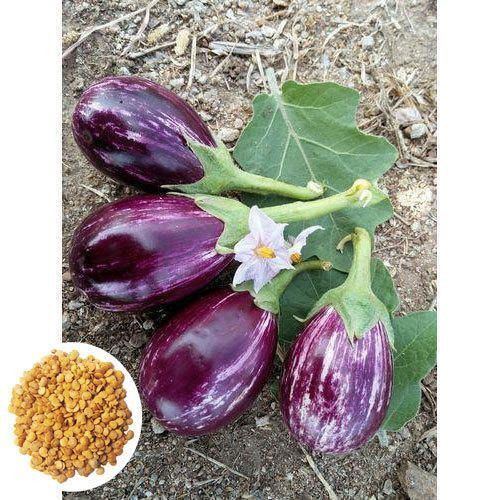 High Spherical Glossy Shiny Hybrid Brinjal Seed Admixture (%): 14