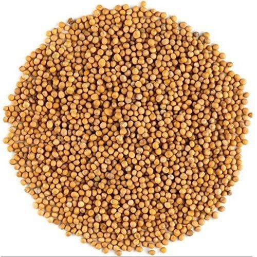 Organic 99% Pure 100 Gram Fresh Yellow Mustard Seeds Grade: A