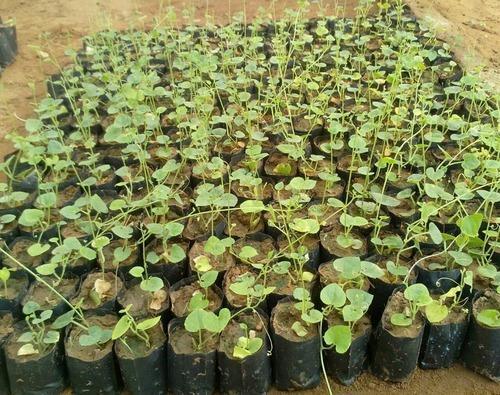 2-3 Feet Green Tissue Culture Parwal Plant Application: Commercial