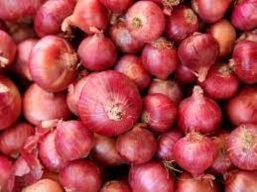 A Grade Indian Origin Naturally Grown 100% Pure Farm Fresh Raw Onions