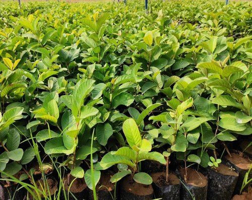 Green Taiwan Pink Guava Plants Grow In Garden, House, Park