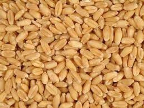 Nutrients And Healthy Vitamins Natural Premium Wheat Grains