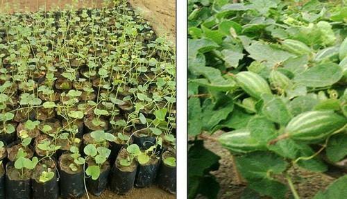 Tissue Culture Pointed Gourd Plant Used In Fertilizer For Growing
