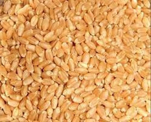 Healthy Natural And Nutrition Organic Wheat Seeds Moisture (%): 14