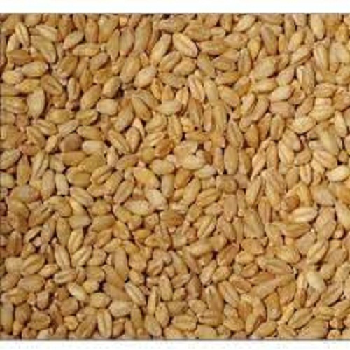 गोल्डन हेल्दी एंड नेचुरल रिच न्यूट्रिशन व्हीट ग्रेन