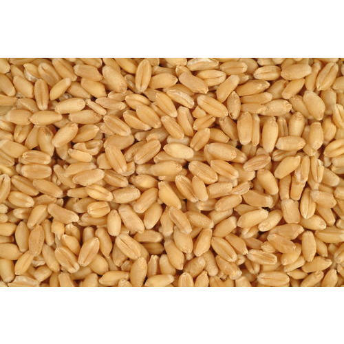 High In Protein And Fiber Brown Wheat Grains