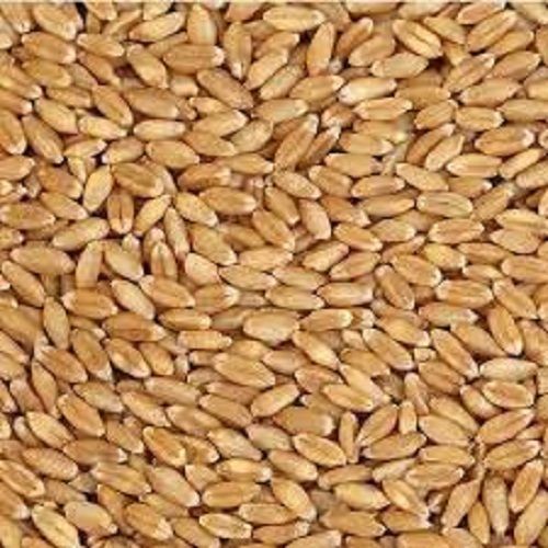 Golden Natural And Rice Hygienically Processed Wheat Grain