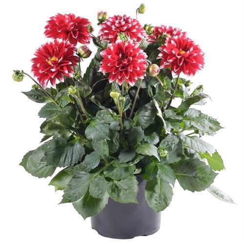 Green And Red Beauty Back To Your Landscape Home Dahila Plant 