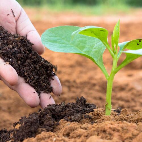 Bio Grade Black Organic Vermicompost For Agriculture Sector Use