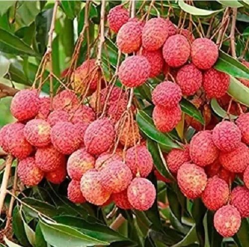 Gray 1 Kilogram Kilogram Packaging Size Natural And Sweet In Taste Fresh Litchi