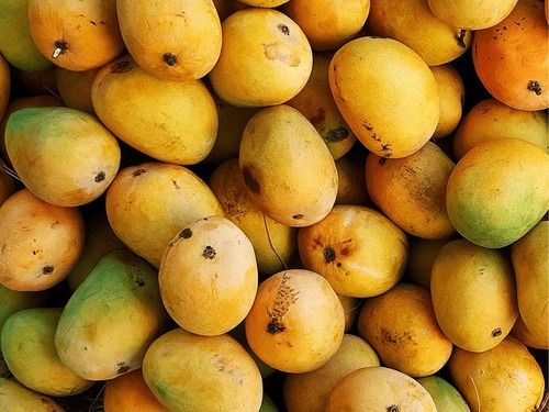 Yellow Food Grade Commonly Cultivated Sweet And Delicious Fresh Mangoes