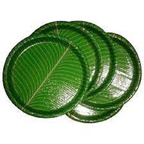 Green Disposable Paper Plates For Party And Events