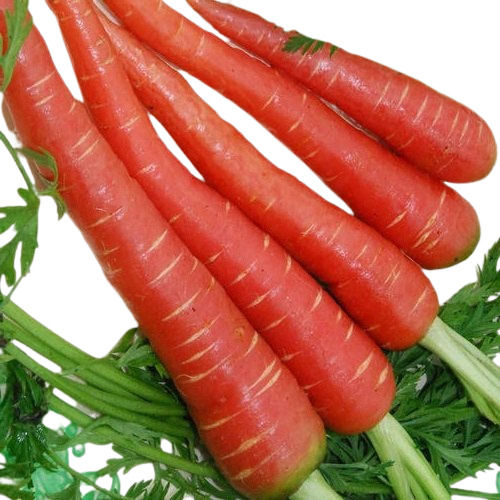 High In Vitamins Longitudinal Shaped A Grade Farm Fresh Red Carrot, 1KG