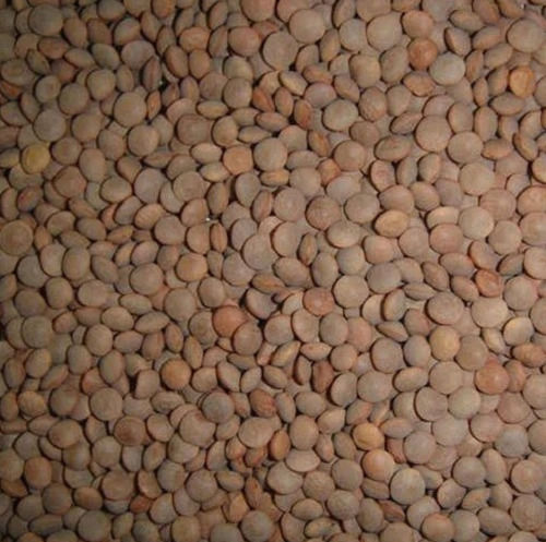 Pack Of 20 Kilogram Common Cultivation High In Protein Dried Black Masoor Dal