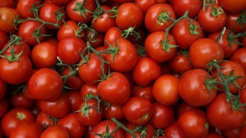 Rich In Nutrient Original Premium Quality Round Shaped Red Fresh Tomatoes, 1Kg Application: Construction