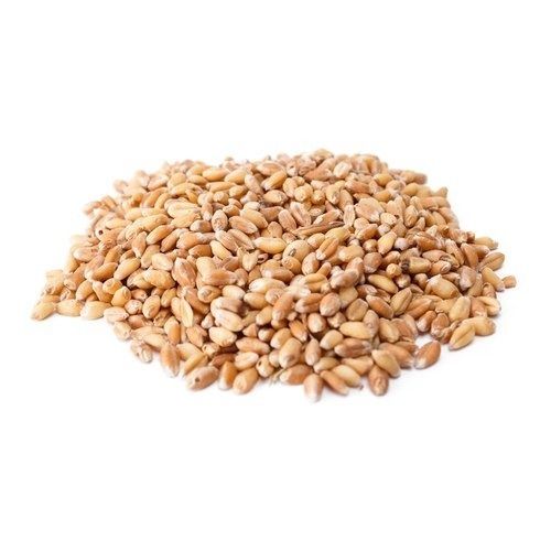 10 Kilogram 100 Percent Pure Brown Dried C Grade Wheat Seed